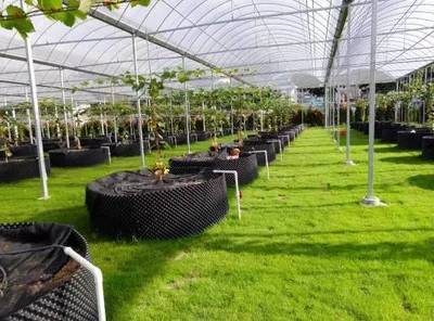 懷化共享農業新篇章 葡萄免費吃三年，智能管理引領未來